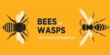 Bees Vs Wasps: The 4 Main Differences