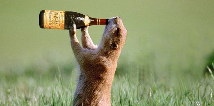 5 Animals That Get Drunk In The Wild - The Fact Site