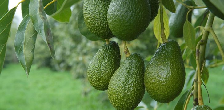 Avocados never ripen on trees.