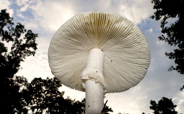 Before trees existed, Earth was covered with giant white mushrooms.