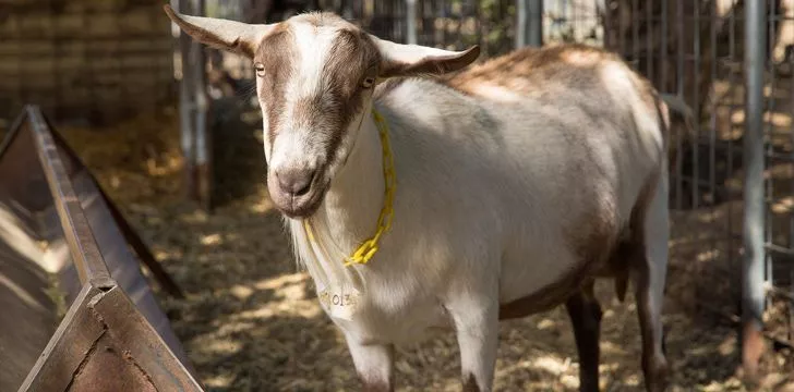 Scientists genetically modified goats to spin spider silk from their udders.