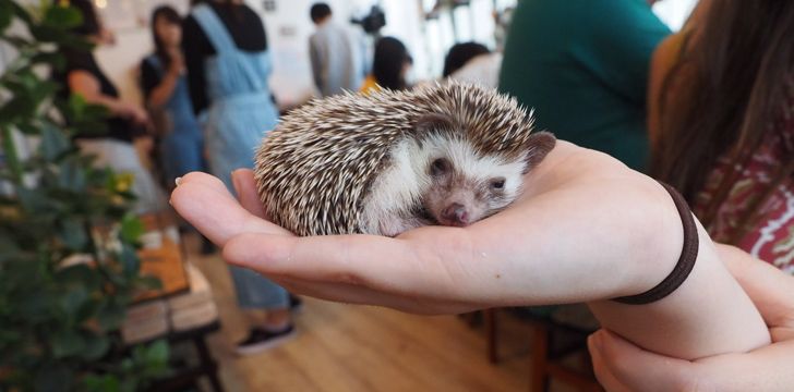 In Tokyo, Japan, there is a hedgehog cafe.