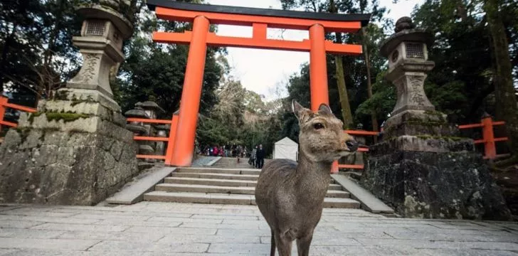 Japan has a roaming deer infestation.