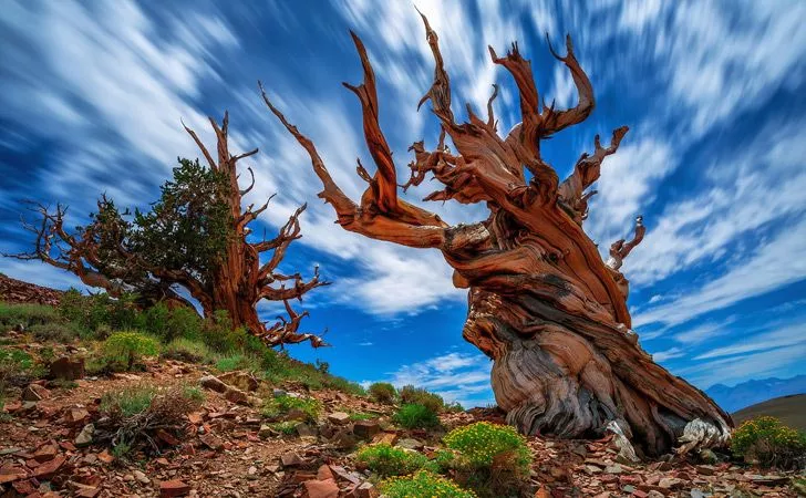 In the Californian White Mountains, there are trees older than history.