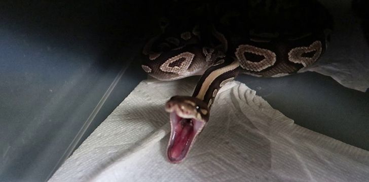Snakes can burp fire.