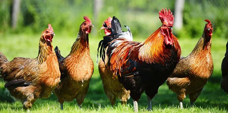 Facts You Didn't Know About Chickens
