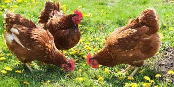 50 Incredible Chicken Facts