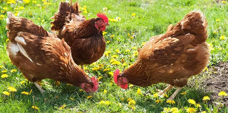 50 Incredible Chicken Facts