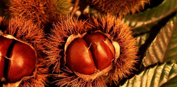 Chestnuts are a popular food in Spain during Halloween.