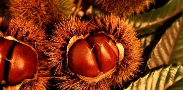 Chestnuts are a popular food in Spain during Halloween.
