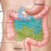 What is the Appendix