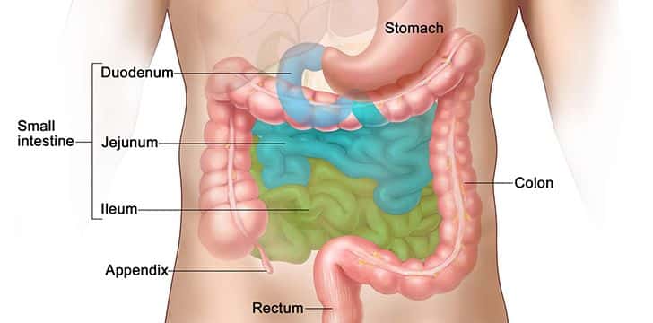 What Is The Appendix? - The Fact Site