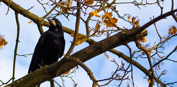 Facts About Crows