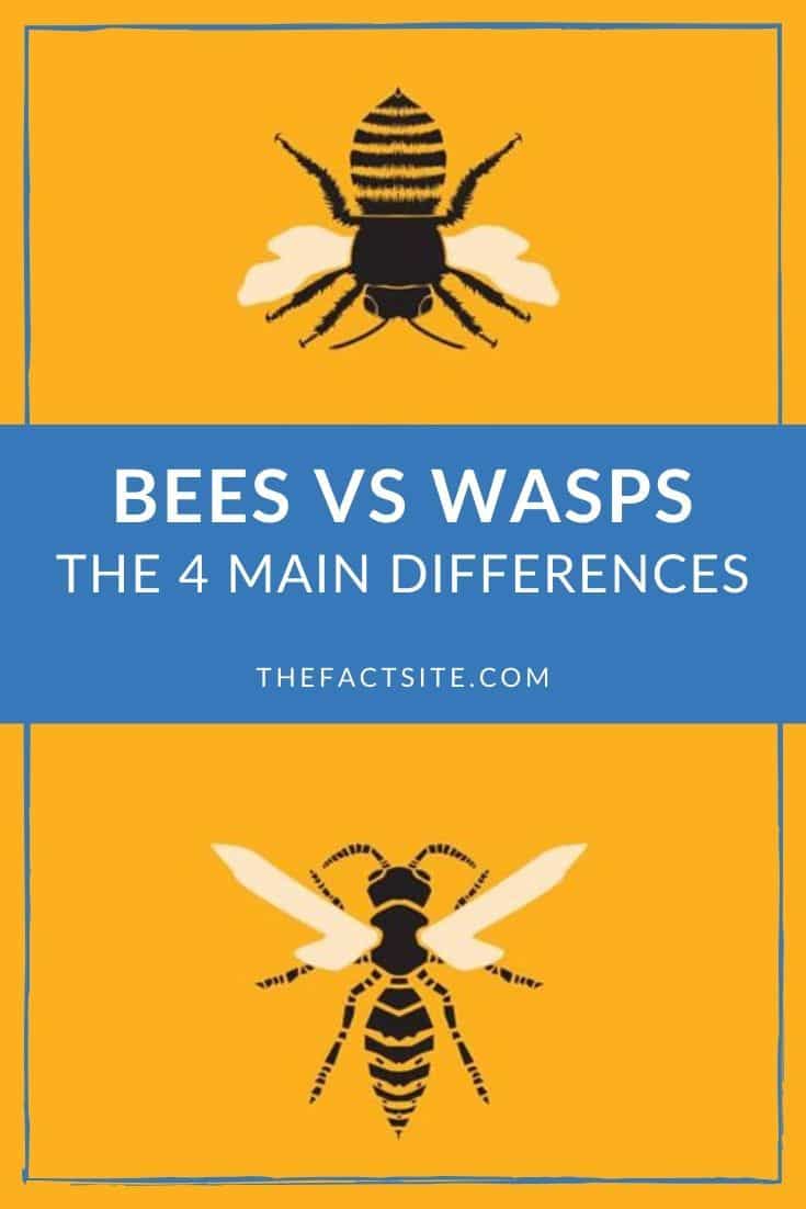 Bees Vs Wasps: The 4 Main Differences | The Fact Site