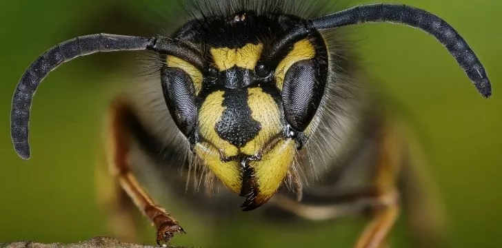 Close up shot of a wasps facial features.