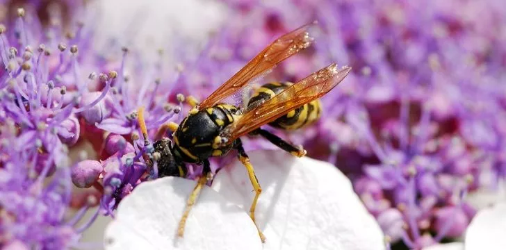 A wasp eating from flowers.