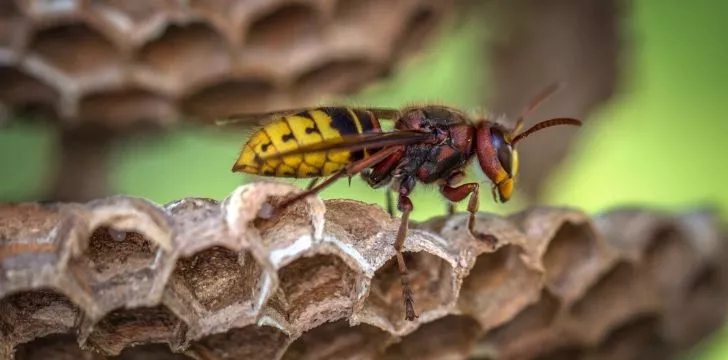 A wasp walking across its nest.