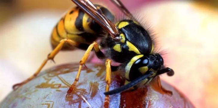 A wasp feeding on blood.