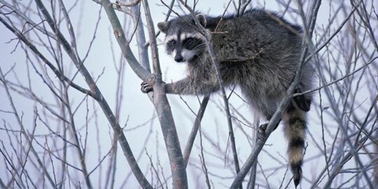 20 Furry Facts About Raccoons