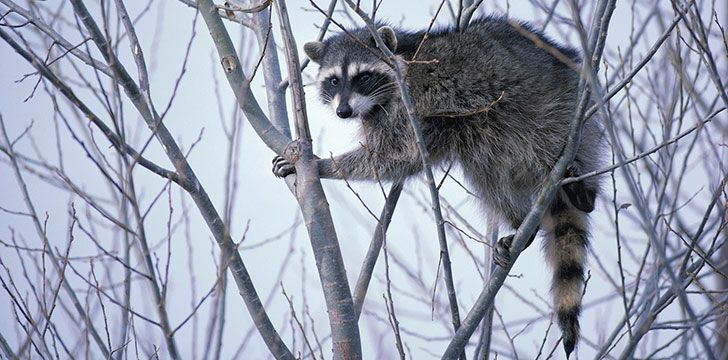 Fascinating Facts About Raccoons