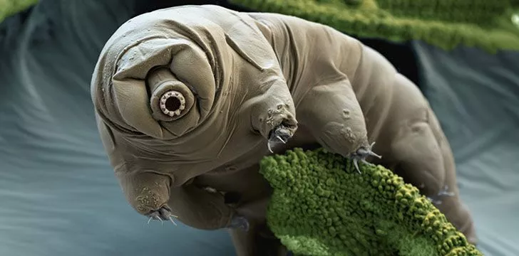 Surprising Facts About the Tardigrade