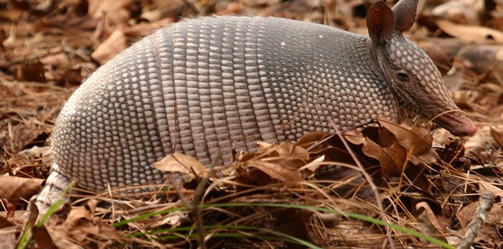 Fantastic Facts About Armadillos