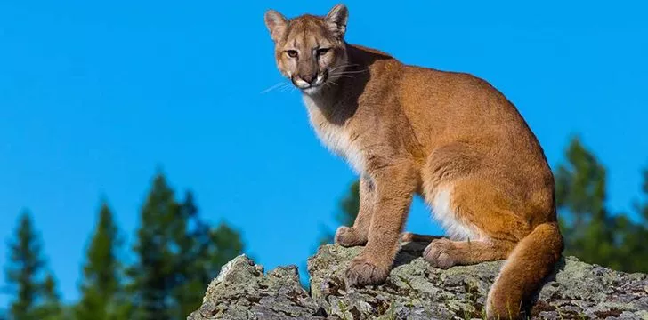 Mind Blowing Facts About Cougars