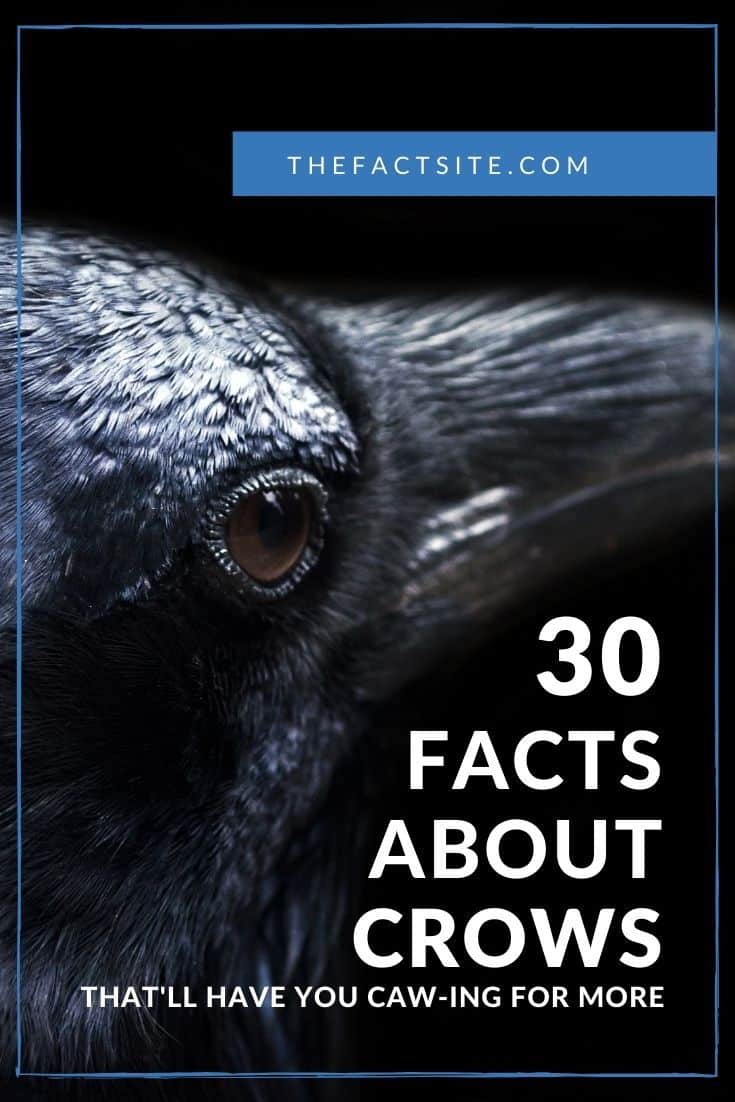 30 Facts About Crows That'll Have You Caw-ing For More - The Fact Site