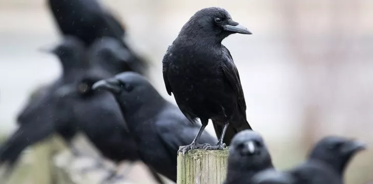 Interesting Facts About Crows