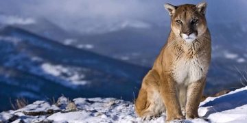 Awesome Facts About Cougars