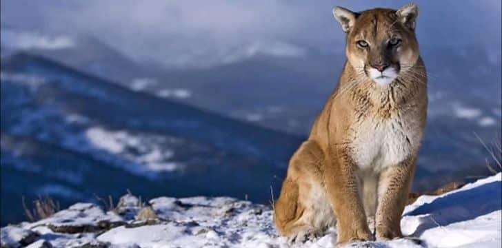 the animal puma facts