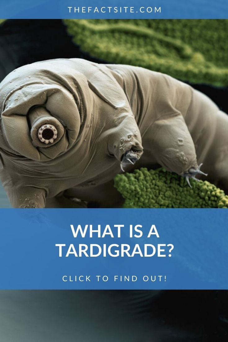 What Is A Tardigrade?