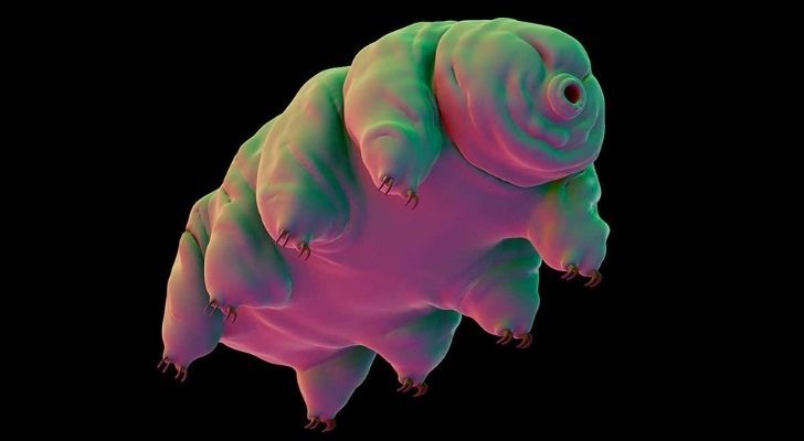 A tardigrade in all its glory