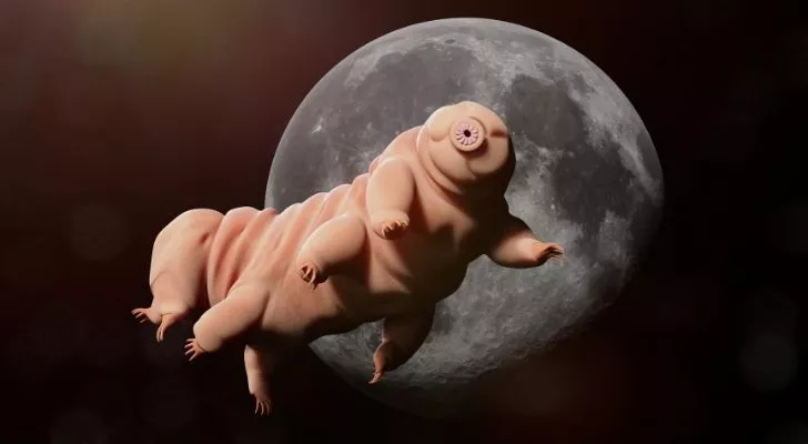 Tardigrade floating past the moon