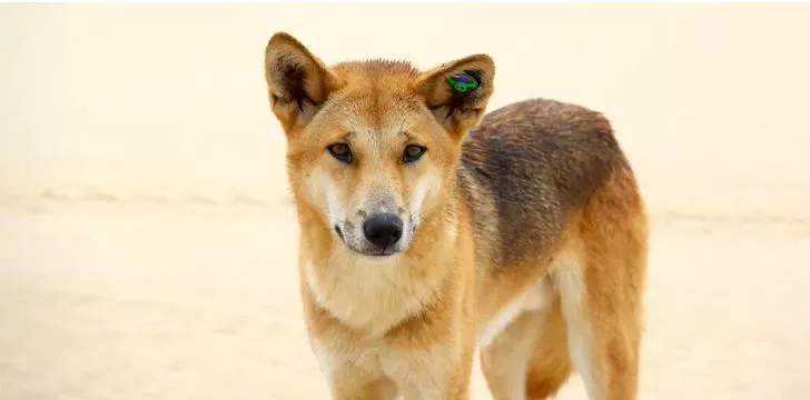 30 Facts About Dingoes
