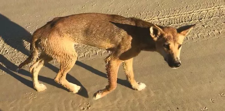 Dingo on Fraser Island- Australia