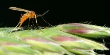 The truth behind why there are so many midges in Scotland