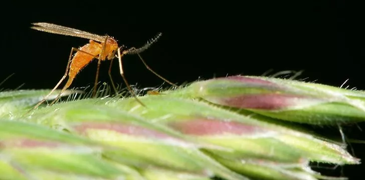 The truth behind why there are so many midges in Scotland