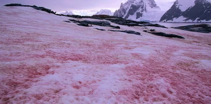 Pink Snow - Antartica