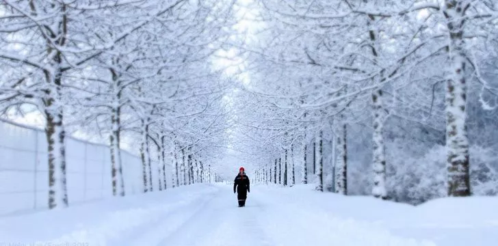 Snowy path with white tress surrounding it, and a man walking down the middle
