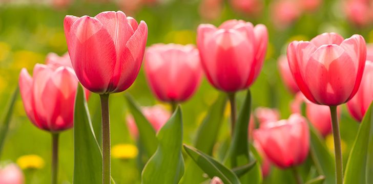 Tulip Mania - The Surprising Value of Tulips
