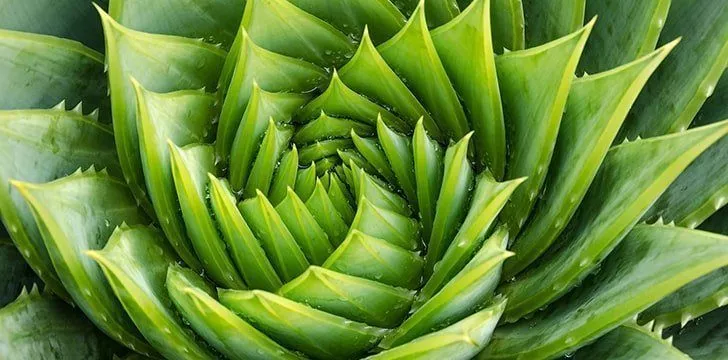 Aloe Vera