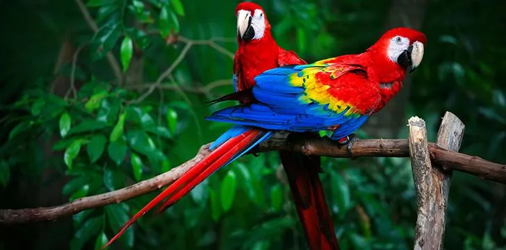 30 Colorful Facts About Parrots - The Fact Site