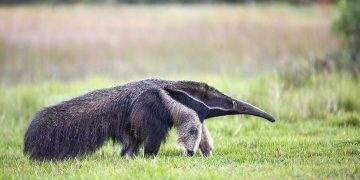 Interesting Facts About Giant Anteaters