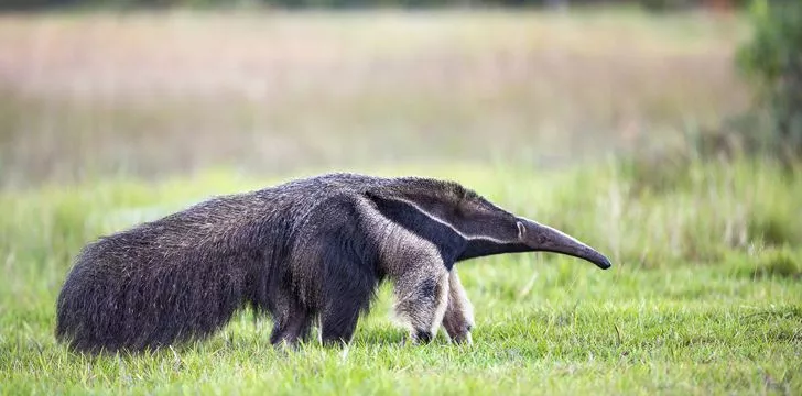 Interesting Facts About Giant Anteaters