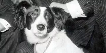 Pickles - The Dog That Found The World Cup Trophy