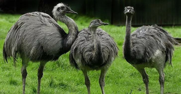 A picture of three rhea birds.