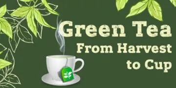 Green Tea Production - From Harvest To Cup