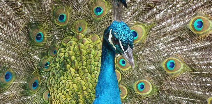 30 Fun Facts About Peacocks and Peafowl