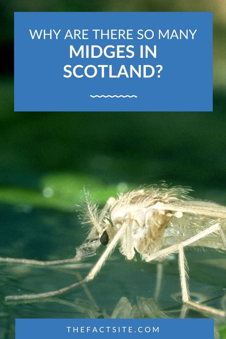 Why Are There So Many Midges In Scotland?